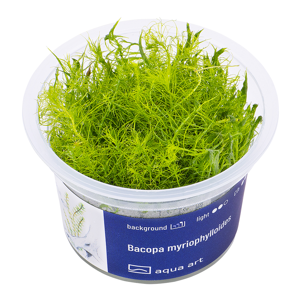 Biljka1 Biljka Bacopa myriophylloides in vitro
